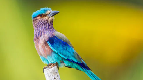 आज के दिन नीलकंठ पक्षी का दर्शन करना होता है बेहद शुभ 