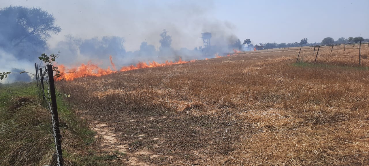 डुमरियागंज क्षेत्र के औसानपुर में आग से जलता गेहूं का खेत