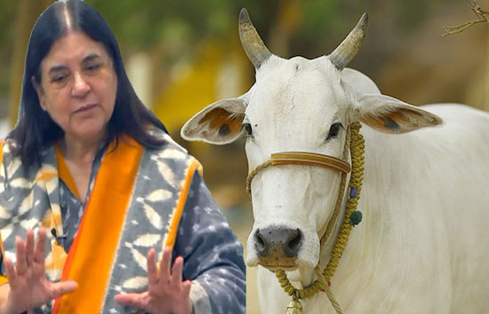 कसाईयों को गाय बेचते है वाले बयान पर इस्कॉन ने मेनका गांधी को भेजा 100 करोड़ रुपये का मानहानि नोटिस