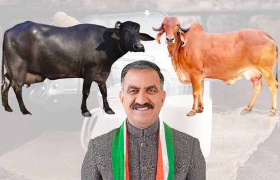 हिमाचल सरकार ने किसानों को दिया बड़ा तोहफा,  गाय और भैंस के दूध पर बढ़ाई एमएसपी