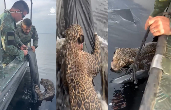 पानी में डूब रहे जैगुआर बचाने के लिए नदी में उतरी सेना, वीडियो हुआ वायरल 