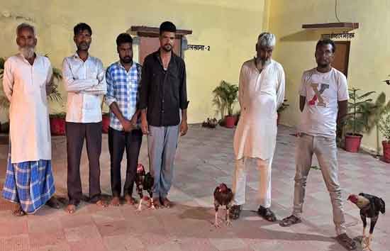 बरेली में 'मुर्गा युद्ध' पर पुलिस का शिकंजा, आम के बाग में जुआ खेलते 6 गिरफ्तार, 7 'लड़ाकू' मुर्गे बरामद