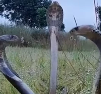 जब एक साथ दिखे तीन खतरनाक कोबरा, देखें फिर क्या हुआ!