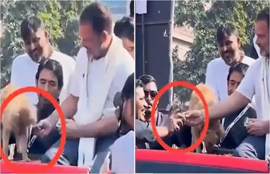 कुत्ते ने नहीं खाया बिस्कुट तो राहुल गांधी ने कार्यकर्ता को खिलाया, बीजेपी ने शेयर किया Video, लगाए आरोप